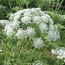 レースフラワー、ホワイトレースフラワー