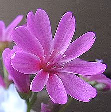 レウィシア、レウシア