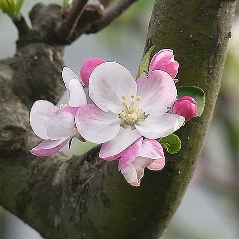 リンゴの花