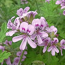 ローズゼラニューム