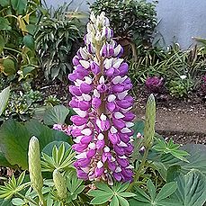 ルピナス、ノボリフジ