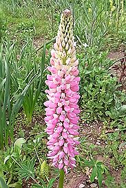 ルピナス、ノボリフジ