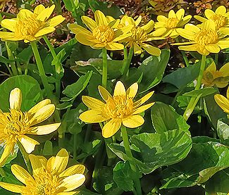 ヒメリュウキンカ