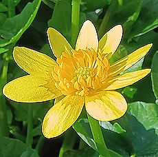 ヒメリュウキンカ