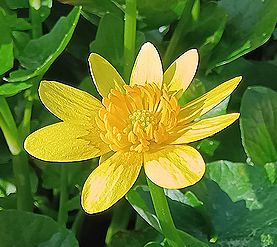 ヒメリュウキンカ