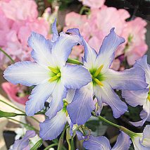 リューココリネ