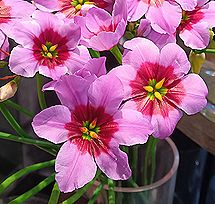 リューココリネ