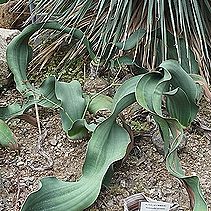 サボテン、奇想天外