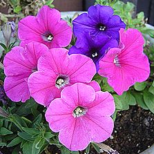 サフィニア、ペチュニア