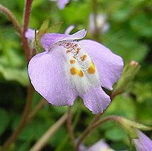 ムラサキサギゴケ