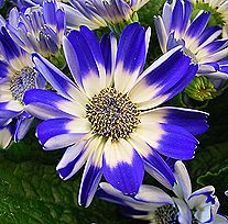 サイネリア、シネラリア