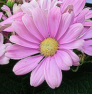 サイネリア、シネラリア