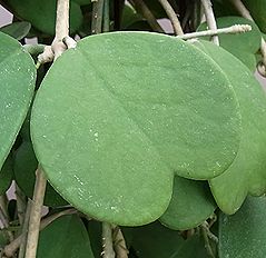 ホヤ・カーリー