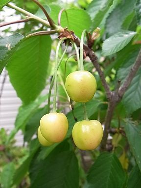 さくらんぼ 写真集 ３