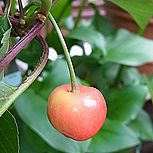 サクランボ、佐藤錦