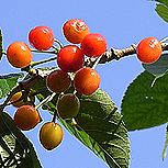 サクランボ、暖地桜桃