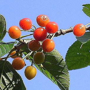 サクランボ、暖地桜桃