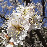 サクランボ、暖地桜桃