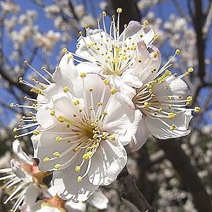 サクランボ、暖地桜桃