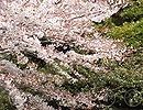 桜の花びらが散る動画のサムネイル