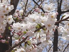 桜、ソメイヨシノ