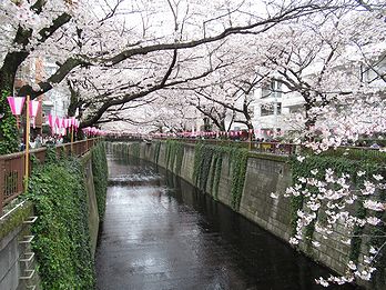 桜 写真集 ５