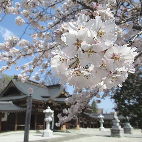 サクラ