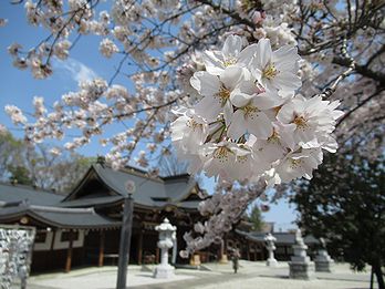 桜 写真集 ５