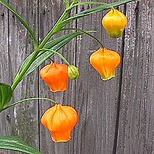 サンダーソニア