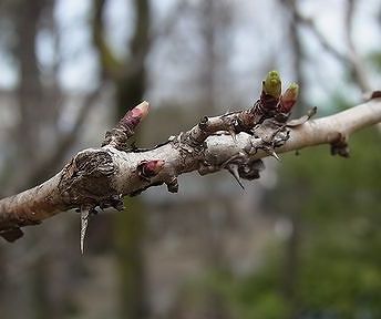 サンショウバラ