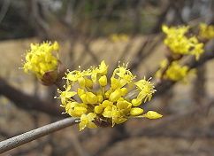 山茱萸 サンシュユ