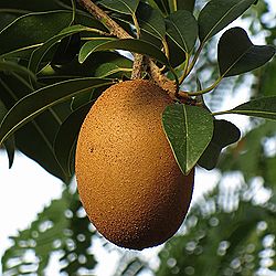 チューインガムの木」サポジラ（京都府立植物園）：2026年2月19日（木