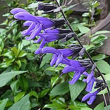 サルビア・グアラニチカ