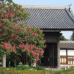 東郷寺の山門と、サルスベリ