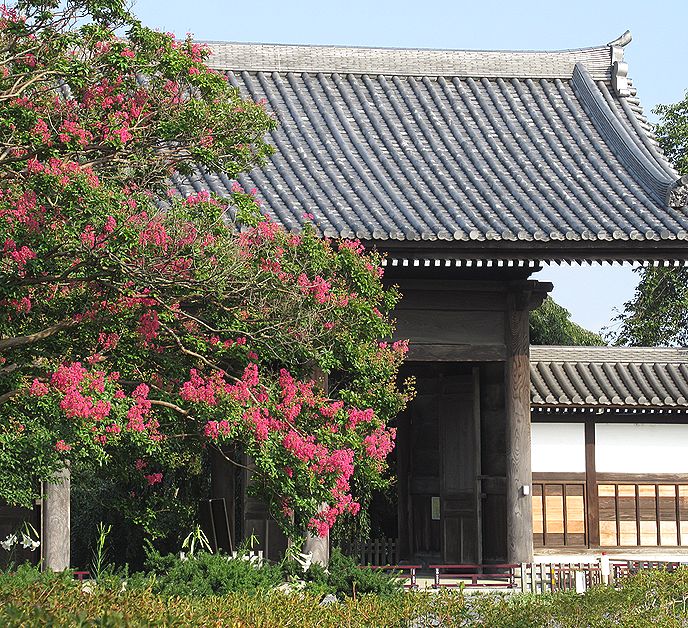 東郷寺の山門のサルスベリ