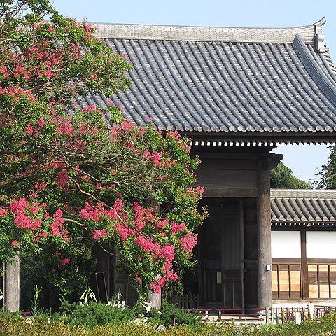 東郷寺の山門と、サルスベリ
