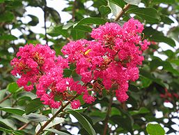 季節の花300の表紙のサルスベリの花