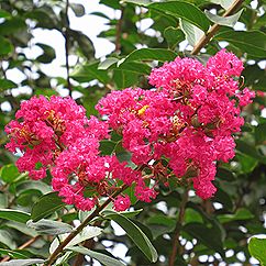 サルスベリの花