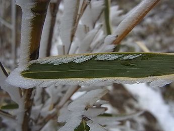 ササ、霧氷