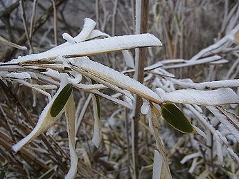 ササ、霧氷