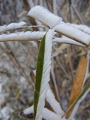 ササ、霧氷