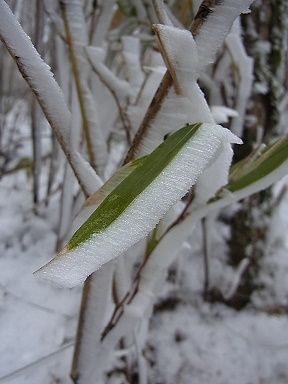 ササ、霧氷