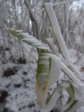 ササ、霧氷