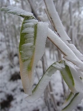 ササ、霧氷