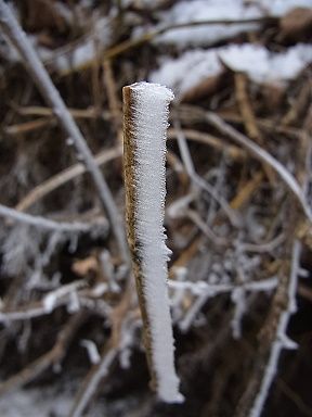 霧氷