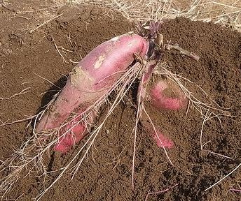 サツマイモ、いも掘り