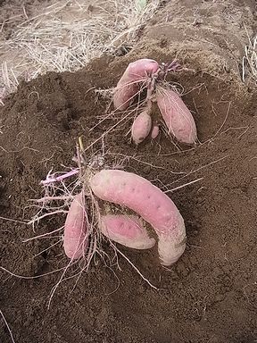 サツマイモ、いも掘り