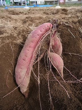 サツマイモ、いも掘り