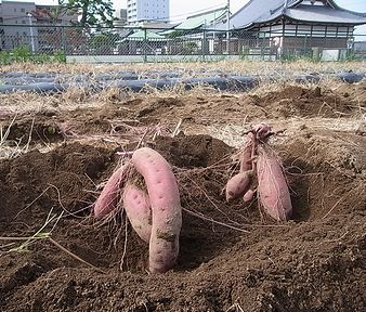 サツマイモ、いも掘り