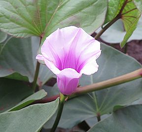 サツマイモの花